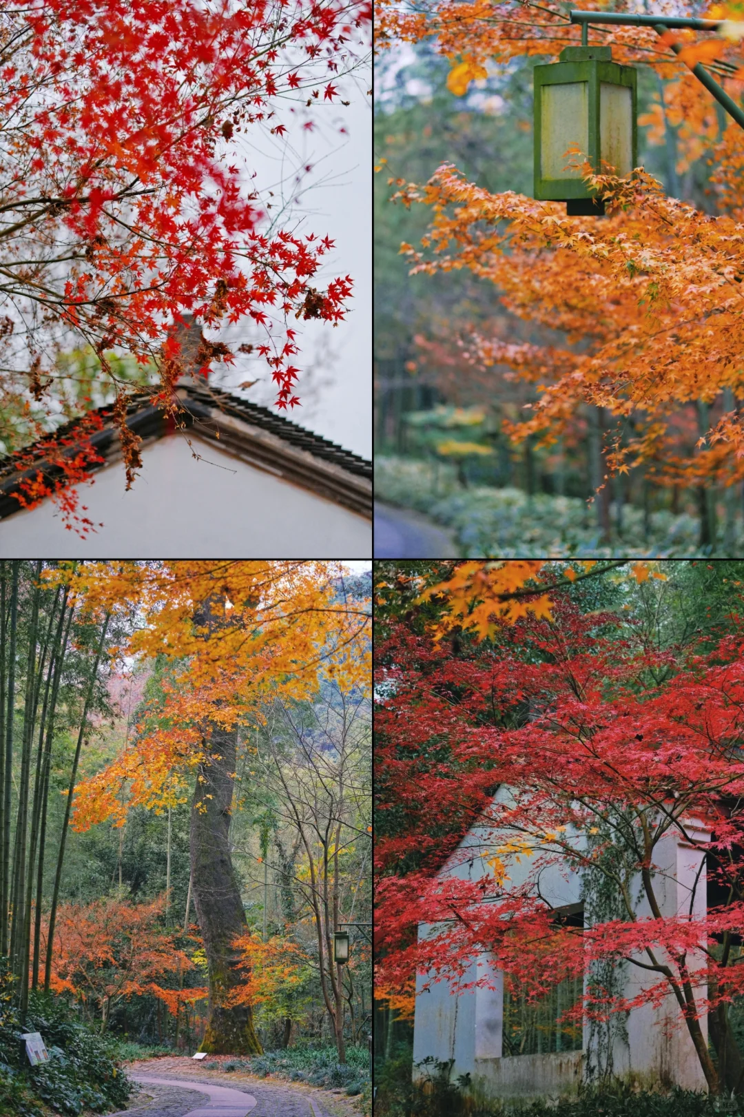 Autumn in Yunqi Bamboo Path